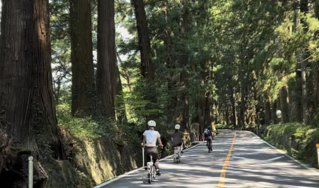 杉並木をサイクリング