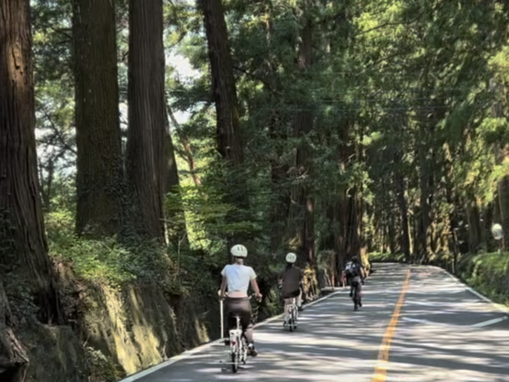 杉並木をサイクリング
